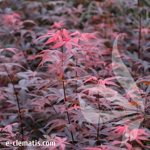 Acer-palmatum-'Atropurpureum'-2.webp