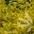 Euonymus fortunei Emerald'n'Gold.jpg