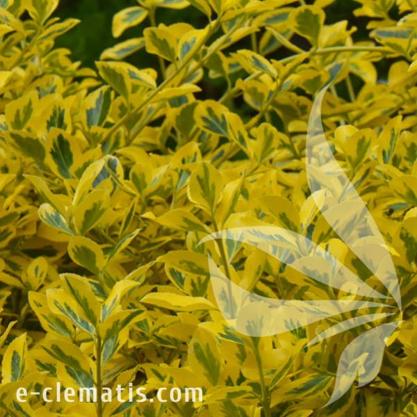 Euonymus fortunei Emerald'n'Gold.jpg