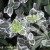 Euonymus fortunei Emerald Gaiety.jpg