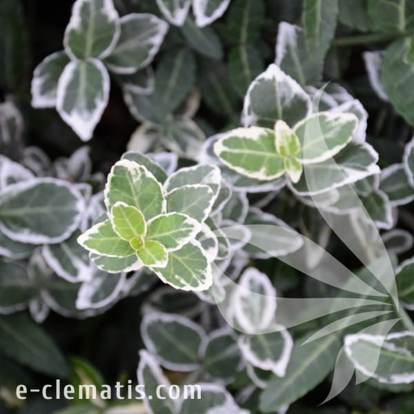 Euonymus fortunei Emerald Gaiety.jpg