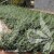 Euonymus fortunei Emerald Gaiety 1.jpg