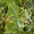 Euonymus fortunei Canadale Gold.jpg