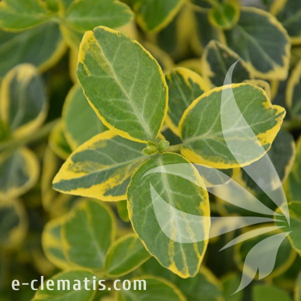 Euonymus fortunei Canadale Gold.jpg