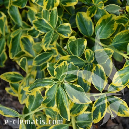 Euonymus fortunei Canadale Gold 1.jpg