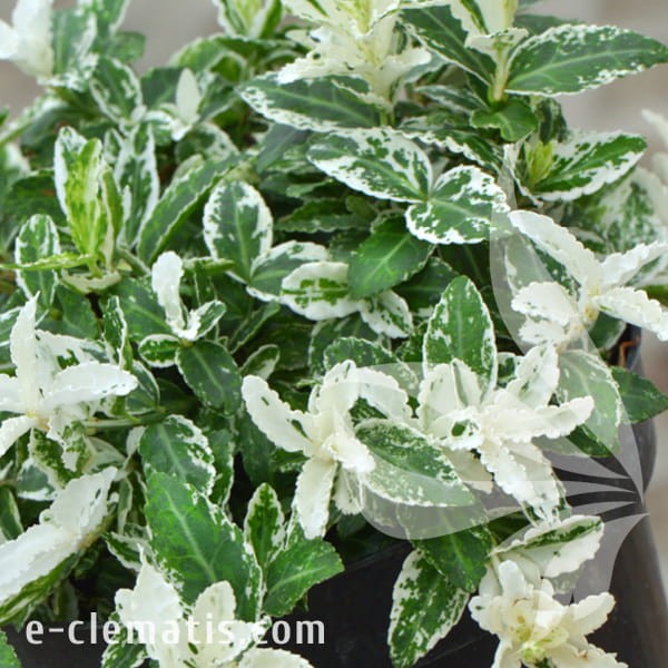 Euonymus fortunei Harlequin.jpg