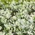 Euonymus fortunei Harlequin 1.jpg
