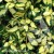 Euonymus fortunei Interbolwi.jpg