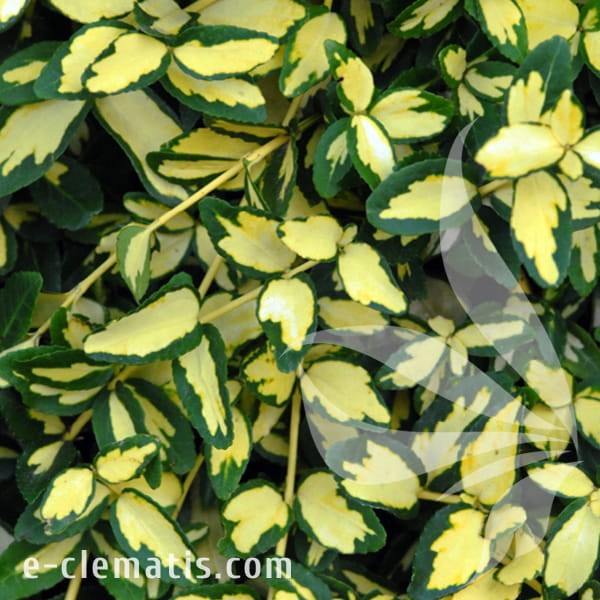 Euonymus fortunei Interbolwi.jpg