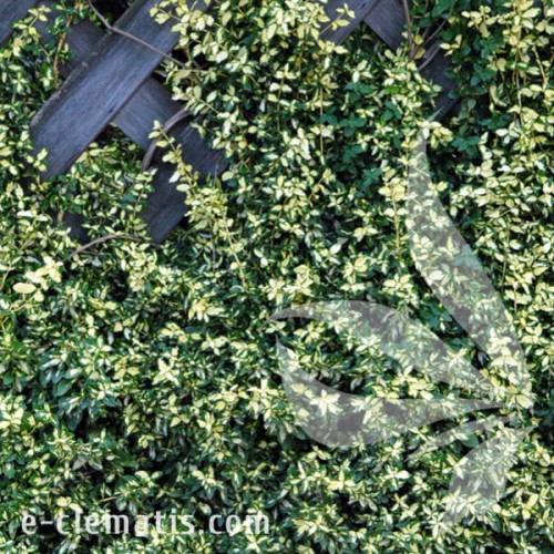 Euonymus fortunei Interbolwi 1.jpg