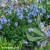Polemonium-Hurricane-Ridge-1.jpg