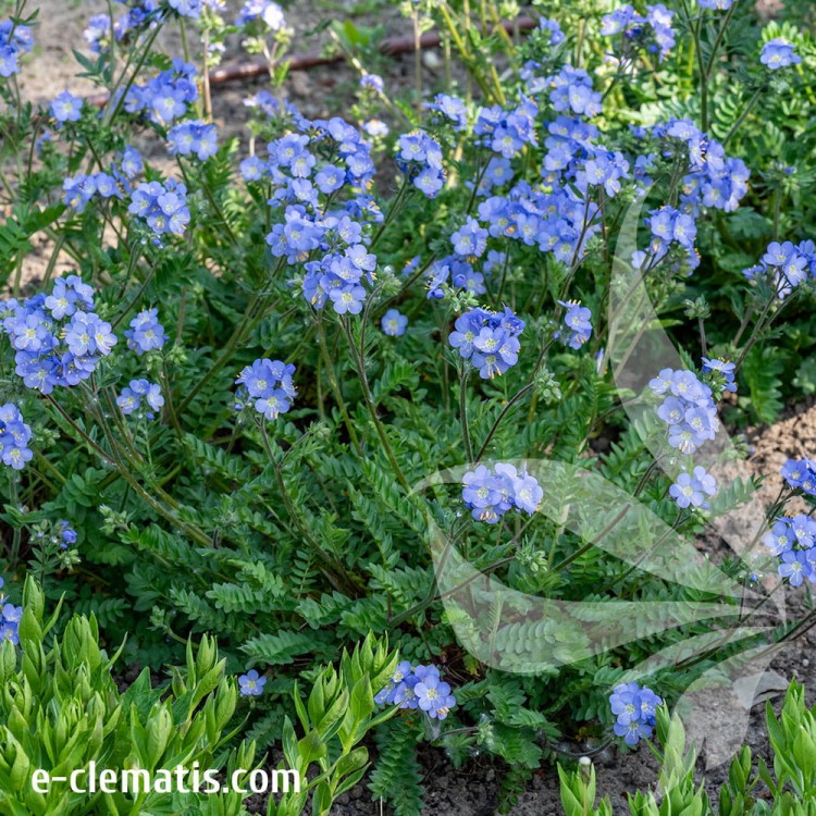 Polemonium-Hurricane-Ridge-1.jpg