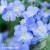 Polemonium-Hurricane-Ridge-2.jpg