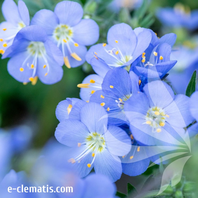Polemonium-Hurricane-Ridge-2.jpg