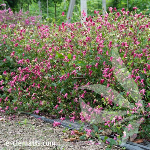 Clematis-Scarlet-Bells-1.jpg