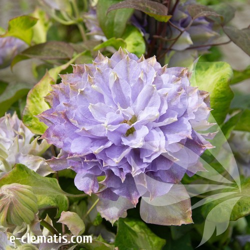 Clematis-Blue-Ice-Cream-1.jpg