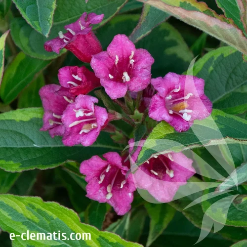 weigela-french-lace-brigela.webp