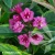 weigela-french-lace-brigela.webp
