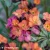 Erysimum-Constant-Cheer-1.webp