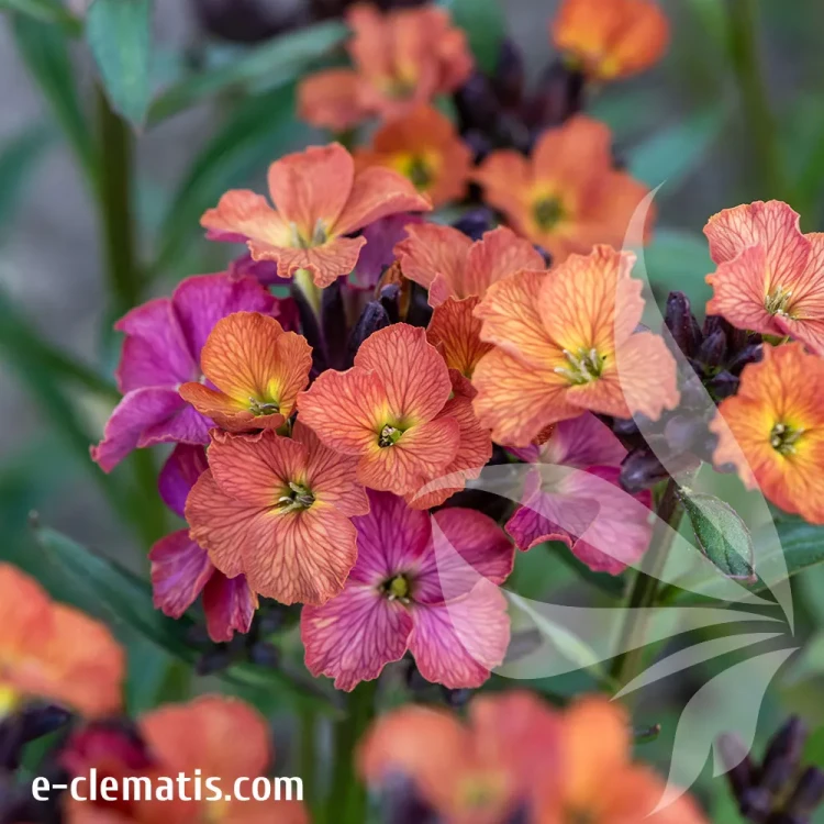 Erysimum-Constant-Cheer-1.webp
