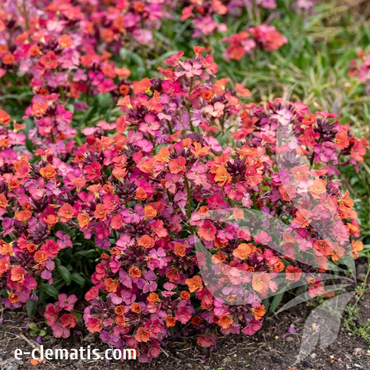 Erysimum-Constant-Cheer-2.webp