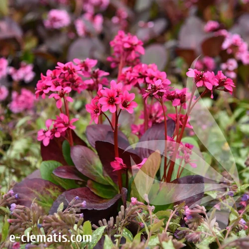 Bergenia-Early-Brilliance-2.webp