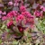 Bergenia-Early-Brilliance-2.webp