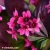 Bergenia-Early-Brilliance-1.webp