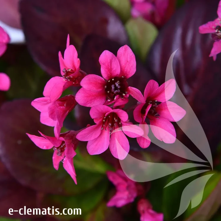 Bergenia-Early-Brilliance-1.webp