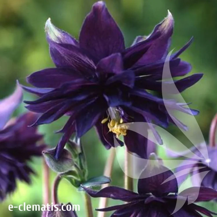 Aquilegia-Black-Barlow.webp