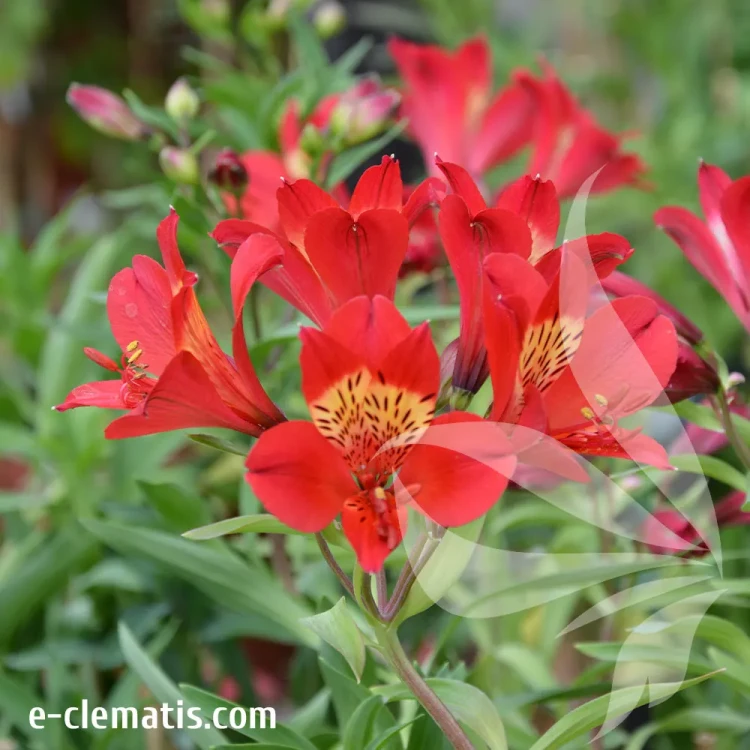 Alstroemeria-SUMMER-HEAT.webp