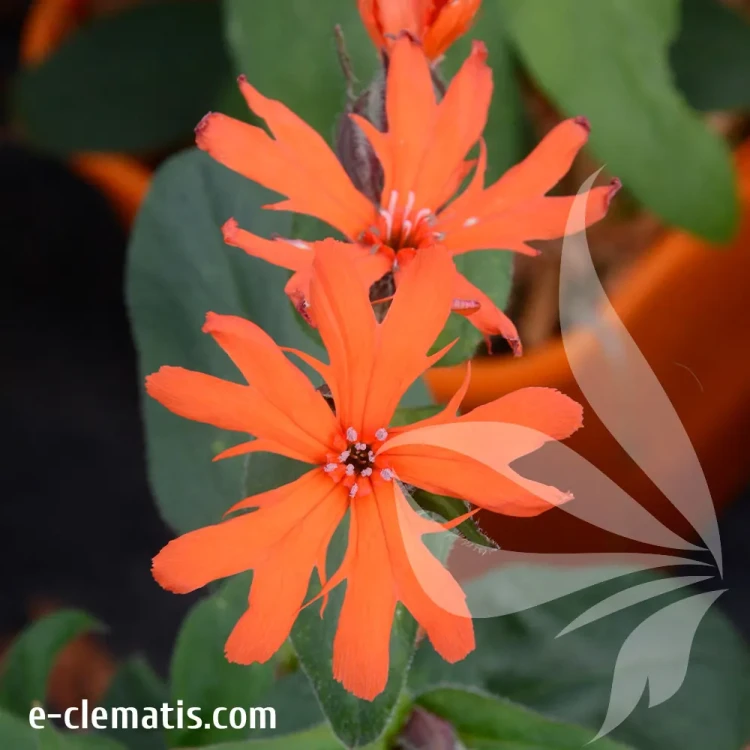 Lychnis-x-arkwrightii-Vesuvius.webp