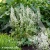 Heucherella-2.webp
