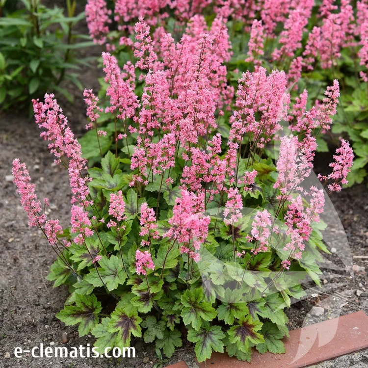 Heucherella-pink-1.webp