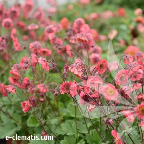 Geum-Pink-Petticoats-2.webp