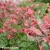 Geum-Pink-Petticoats-2.webp