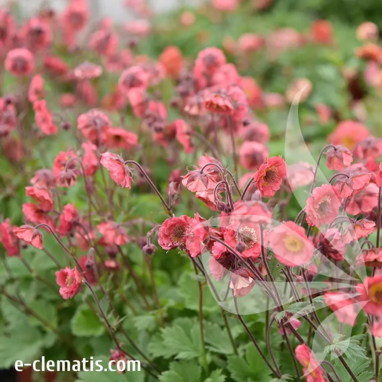 Geum-Pink-Petticoats-2.webp