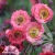 Geum-Pink-Petticoats.webp