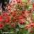 Geum-Grande-Rosso-2.webp