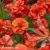 Geum-Grande-Rosso-1.webp