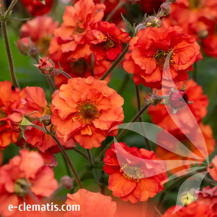 Geum-Grande-Rosso-1.webp