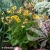 Geum-Massimo-Giallo-1.webp