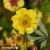 Geum-Massimo-Giallo-2.webp