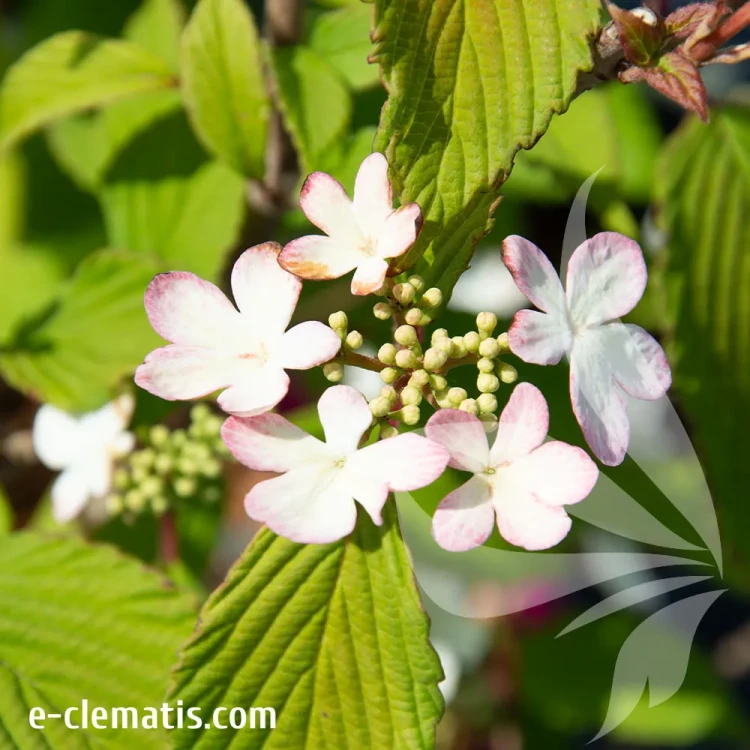 Viburnum-plicatum-Pink-Beauty.webp