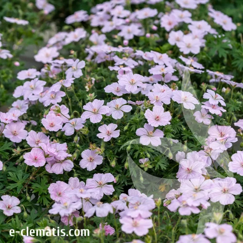 Geranium-frivolius-pink-1.webp