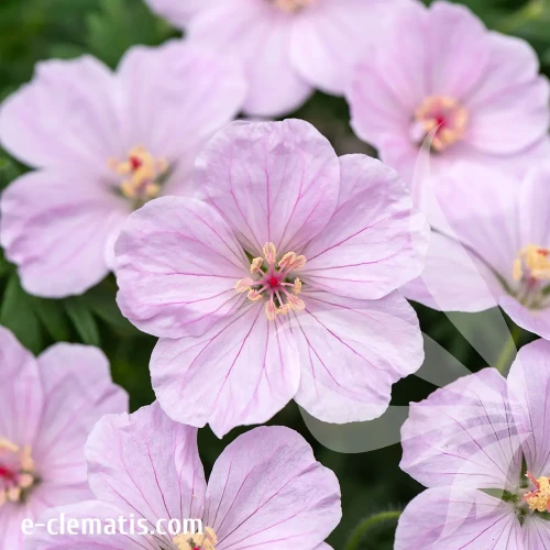 Geranium-frivolius-pink-2.webp
