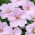 Geranium-frivolius-pink-2.webp