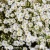 Arenaria-mont-blank-1.webp