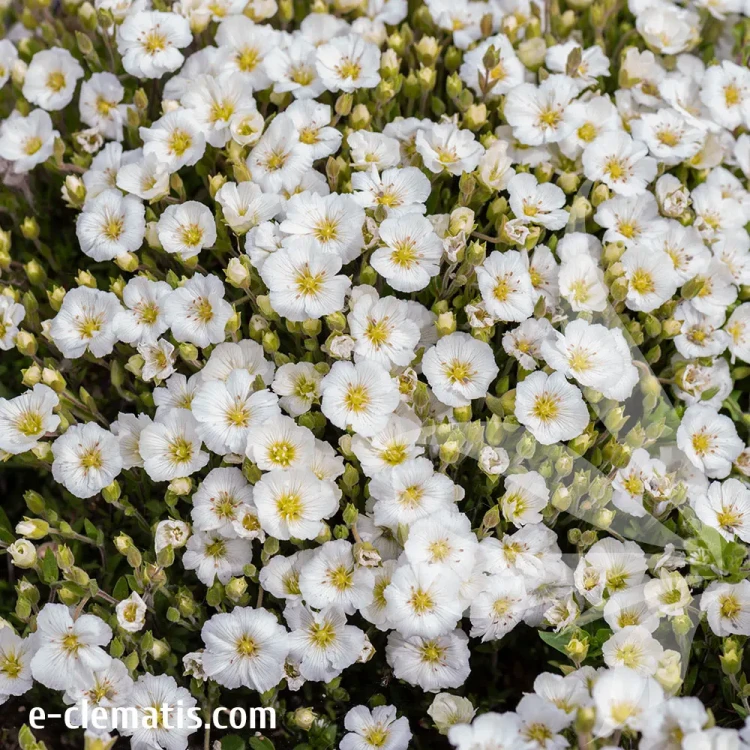 Arenaria-mont-blank-1.webp