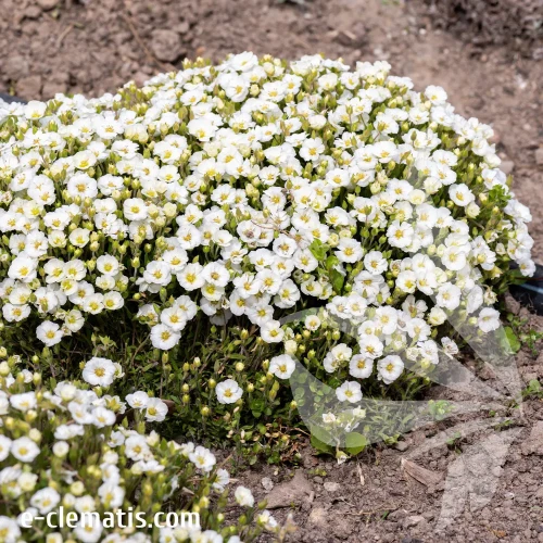 Arenaria-mont-blank-2.webp